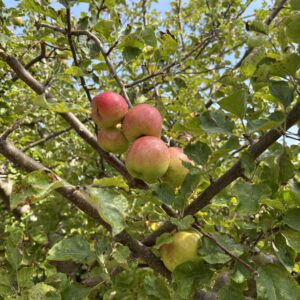 Celebrate Apple Day at Parnham Park