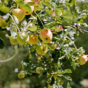 Celebrate Apple Day 2026!